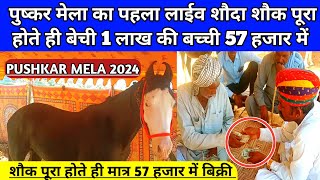 पुष्कर मेला का पहला लाईव शौदा 1 लाख की बच्ची बेची 57 हजार में। Pushkar horse fair 2024।