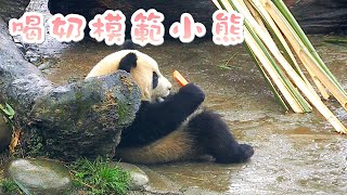 《熊貓早晚安》聽說喝盆盆奶獎勵紅蘿蔔？| iPanda熊貓頻道