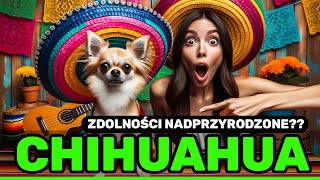 5 Fascynujących Faktów o Chihuahua – Poznaj Tajemnice Jednej z Najmniejszych Ras Psów!