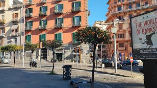 walking down the road full of orange tree