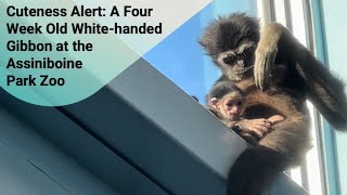 Cuteness Alert: A Four Week Old White-handed Gibbon at the Assiniboine Park Zoo @papaatthezoo