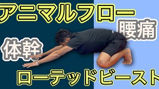 ローデットビーストで体幹トレーニング！腰椎分離症やぎっくり腰に効果的！！　#腰痛 ＃圧倒的早期改善　＃早期復帰　#トレーニング ＃アニマルフロー　#スポーツ ＃怪我