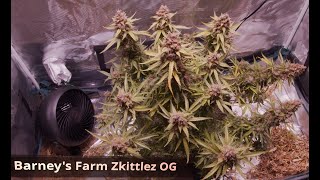 Barneys Farm Zkittlez OG Auto - Day 103 Harvest