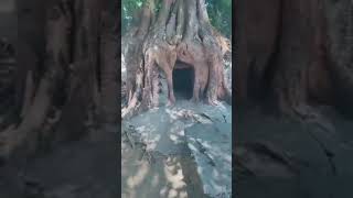 1000 Years Tree Temple in Ayyampettai, Kanchipuram | TamilNadu