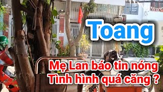 Cô Hằng báo tin nóng của Đinh Lan cả nước vui mừng | Gấc Việt