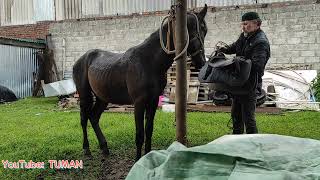 Обучаем ,Выдержке , седлу, дождевику, жеребца Лахиба. Туман