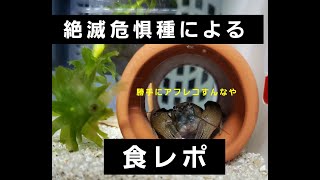 絶滅危惧種・ニホンザリガニの食事シーンに人間が勝手にアフレコしてみた。