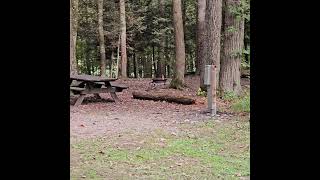 Dingmans Campground, Pennsylvania Tent Site #25 #camping  #nature #Pennsylvania