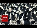 Largest population of penguins found in Antarctic Peninsula - BBC News