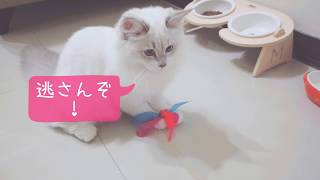 【サイベリアン子猫】「カシャブン」で遊ぶるるみが可愛すぎた！【西伯利亞貓】