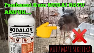 CARA AMPUH Membasmi Kutu Pada MURAI BATU .