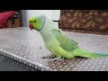 sonu great talking parrot super cute voice