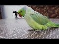 sonu great talking parrot super cute voice