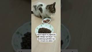 Hasta sokak kedisini veterinere götürdük 😢#shorts #cutecat #love #tiktok #keşfet #fypシ #catshorts