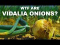 Why are sweet onions sweet? Can you really eat Vidalia onions like apples?