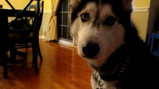 Mishka the Husky says \