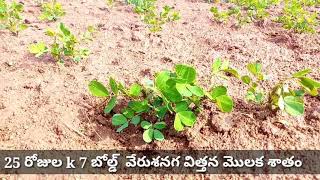 K7 bold groundnut/అదిక దిగుబడినిచ్ఛె వేరుశెనగ వంగడం k 7 bold