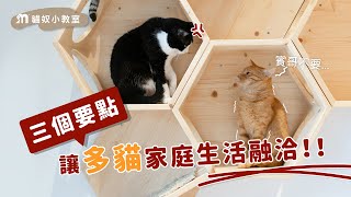 三個要點讓多貓家庭生活融洽｜貓奴小教室EP.01｜MYZOO動物緣