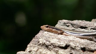 のんびりと日光浴をするニホントカゲ