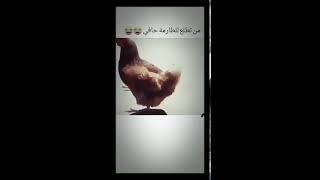 هههه والله هيا حق