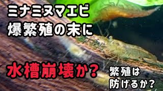 【ミナミヌマエビ】水槽崩壊😱爆繁殖は防げたのか⁉️