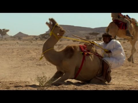 Are camels OK to be ridden?