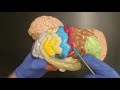 lab 7.6 structures of the cerebrum