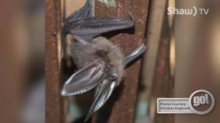 Spotting Bats in Victoria BC