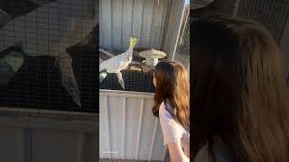 Cockatoo Bursts Into Laughter Over Girl's Joke 😂