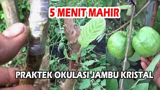 YUK PRAKTEK SENDIRI !!! Okulasi Jambu Kristal & Perawatan Agar Berbuah Banyak Sepanjang Tahun