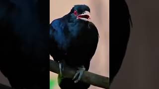 കുയിൽനാദം#Cuckoo bird#singing#koel singing# #cuckoo sound #youtubeshort #newvideo#short #shortsfeed