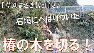 【伐採】石垣にへばりついた、椿の木を切りました！