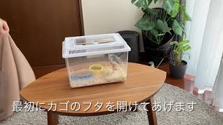 我が家の文鳥のモーニングルーティン