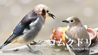 コムクドリの囀り｜日本野鳥情報局