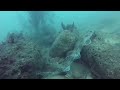 catshark rescue