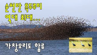 순천만 찾은 가창오리 화려한 ‘군무’...흑두루미  8000마리 ‘콜라보’[외일드포커스]