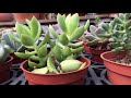 succulent plant 多肉植物小盆栽 黃麗