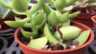 Succulent Plant 多肉植物小盆栽 黃麗