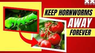 How to Stop Tomato Hornworms Quickly?