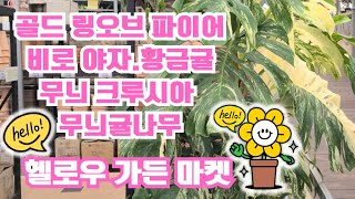 헬로우가든마켓 🌳코르딜리네 초코렛퀸#골드 링오브파이어#비루야자#무늬크루시아#무늬귤나무#황금귤#자가수정하는 올리브나무#삼각잎아카시아#화이트고스트#무늬연필선인장#아디안텀 피코크 🌳