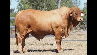 Lot 67   Karragarra Thomas (PP)