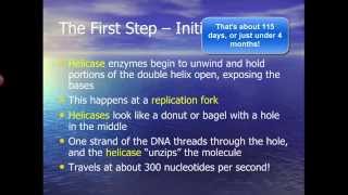 DNA Replication - Part II