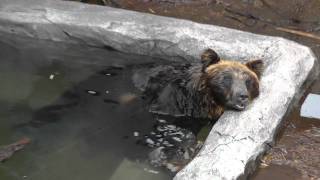 2011年7月4日　旭山動物園　エゾヒグマのくまぞう