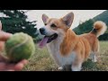 the fascinating history of the pembroke welsh corgi breed