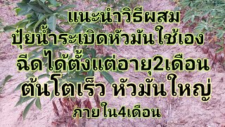 แนะนำสูตร ระเบิดหัวมันสำปะหลัง อายุ2เดือน ต้นโตเร็ว หัวใหญ่ ภายใน4เดือน