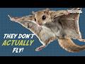Flying Squirrels: HOW Do They DO IT?!