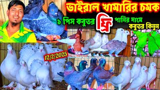 কবুতর কিনলেই কবুতর ফ্রী | ডিমবাচ্চা সহ ৩৪ জোড়া কবুতর বিক্রি পানির দামে | ২৪ ঘন্টায় ডেলিভারি ৬৪ জেলায়