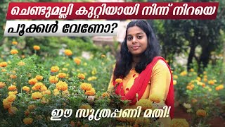 ചെണ്ടുമല്ലി കുറ്റിയായി നിന്ന്  നിറയെ പൂക്കൾ വേണോ? ഈ സൂത്രപ്പണി മതി | marigold at home try this!