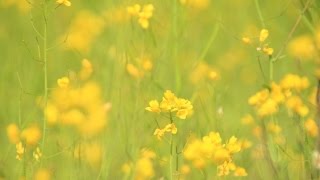 美麗的金黃背後 － 沙螺洞油菜花田 (Rapeseed Field@Sha Lo Tung)