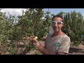 honeycrisp pink lady u0026 fuji apples in az